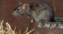 Najwięksi szczury na świecie: dzikie i przytulne gryzonie